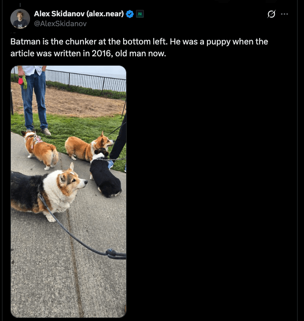 alex skidanov's post on x: "Batman is the chunker at the bottom left. He was a puppy when the article was written in 2016, old man now." with a photo of batman and three other corgis